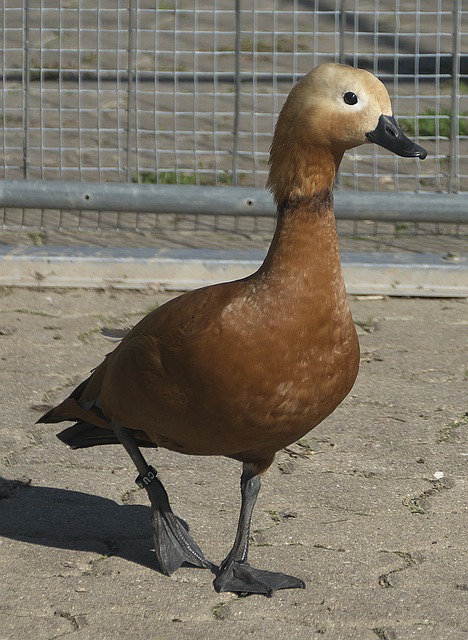 控球